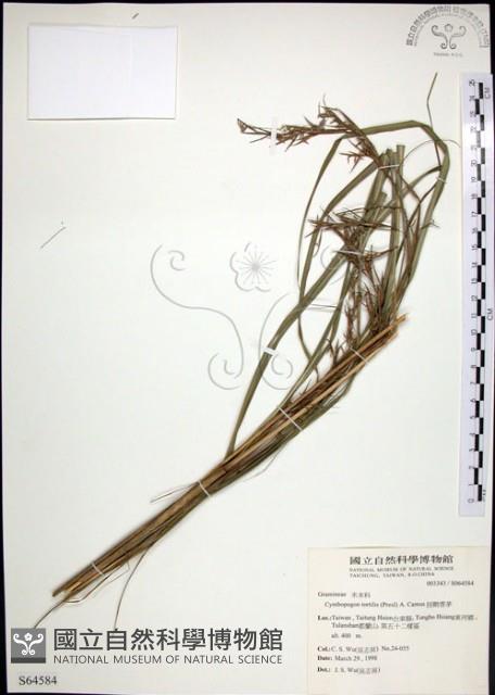 扭鞘香茅藏品圖，第1張