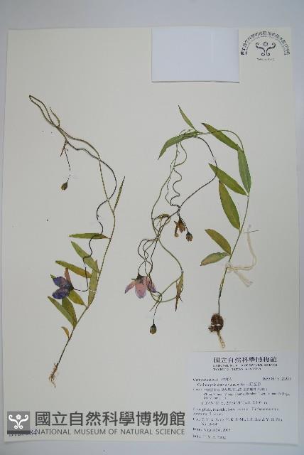 雞蛋參藏品圖，第1張