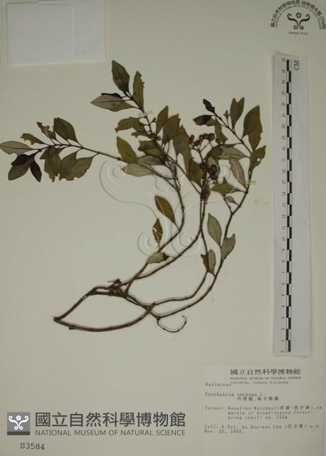 拎壁龍藏品圖，第1張