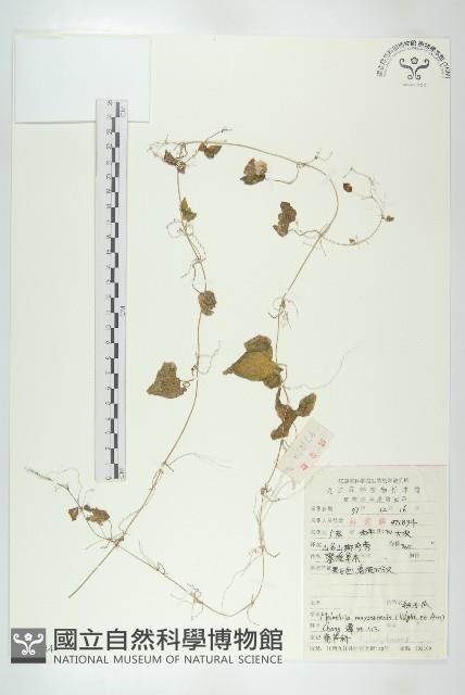 鈕子瓜藏品圖，第1張