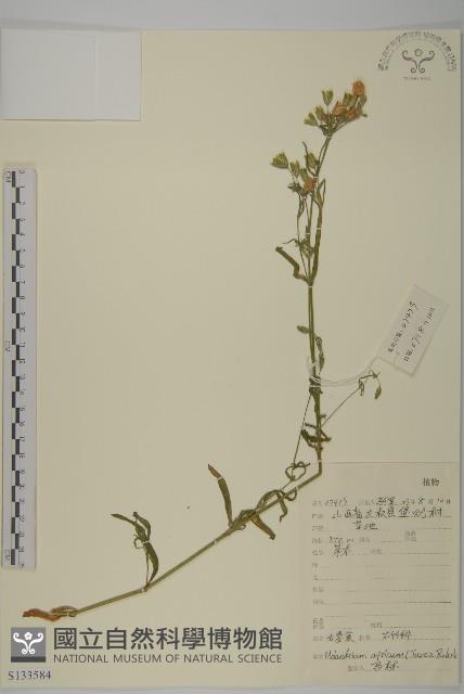 桃色女婁菜藏品圖，第1張