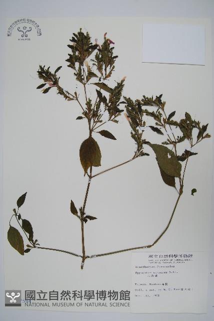 六角英, 槍刀菜藏品圖，第1張