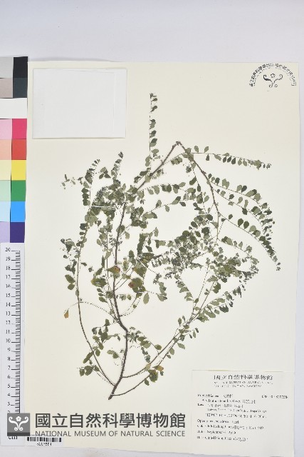 五蕊油柑藏品圖，第1張
