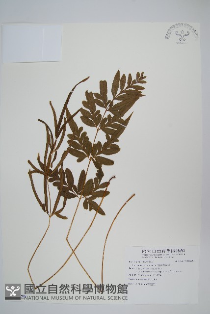 箭葉鳳尾蕨藏品圖，第1張