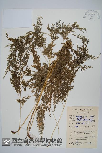 日本金粉蕨藏品圖，第1張