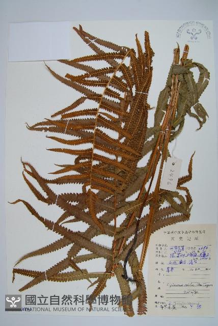 擬毛蕨藏品圖，第1張