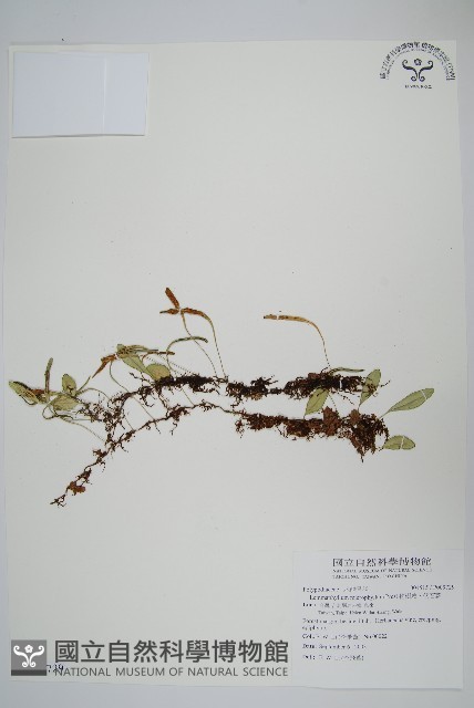 抱樹蕨、伏石蕨藏品圖，第1張