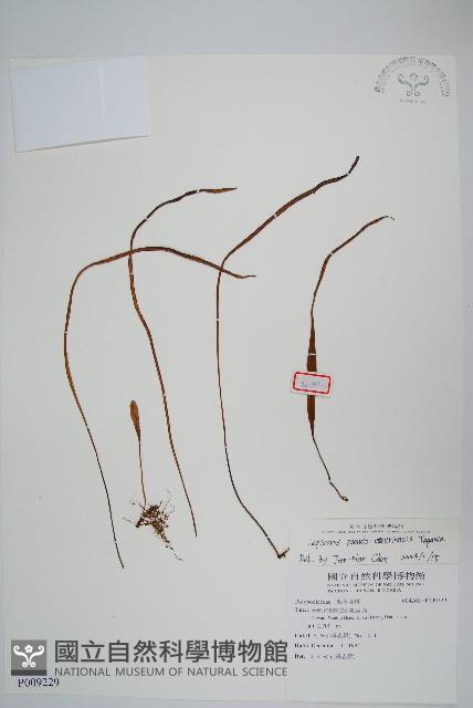 擬烏蘇里瓦葦藏品圖，第1張