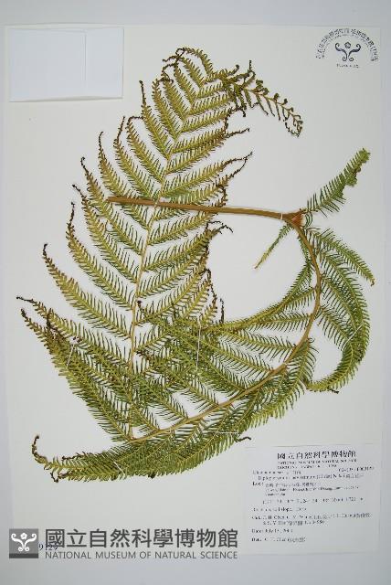 鱗芽裡白藏品圖，第1張