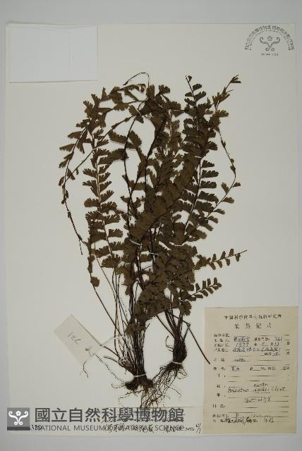 馬來鐵線蕨藏品圖，第1張