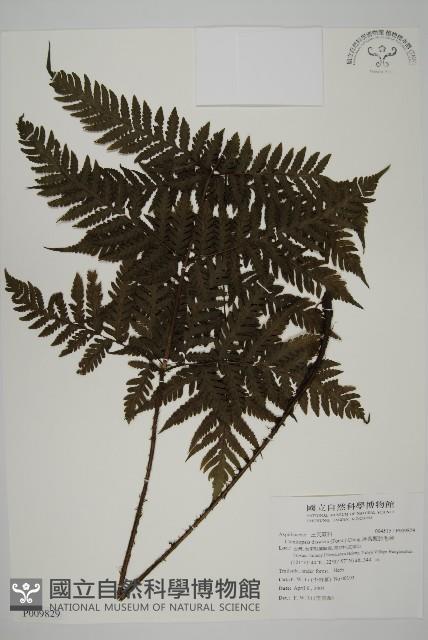 薄葉擬肋毛蕨藏品圖，第1張