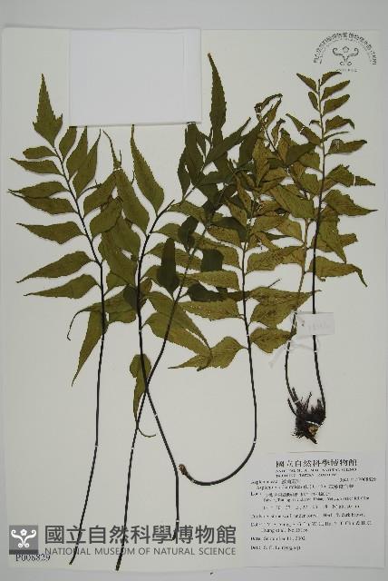 革葉鐵角蕨藏品圖，第1張