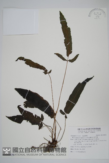 新月蕨藏品圖，第1張