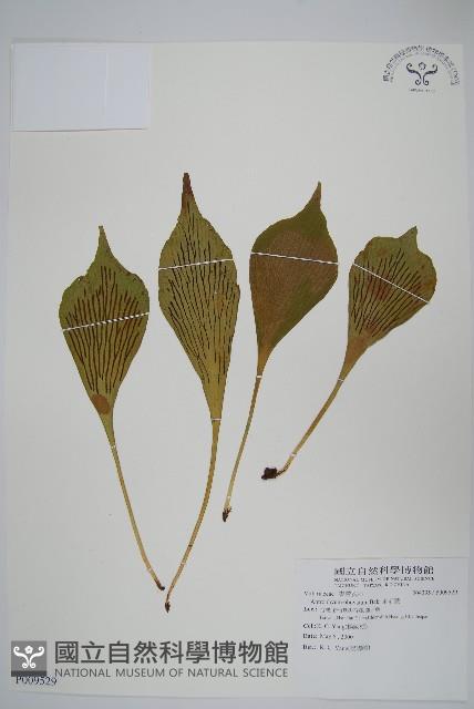 Accession Number:P009529 Collection Image, Figure 1, Total 2 Figures