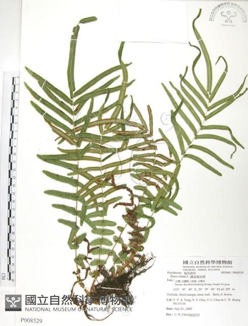 鱗蓋鳳尾蕨藏品圖，第1張