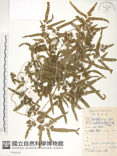 海金沙藏品圖，第1張