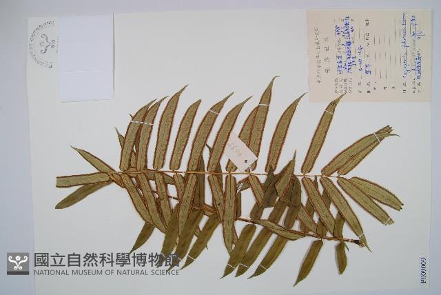 Accession Number:P009009 Collection Image, Figure 1, Total 2 Figures