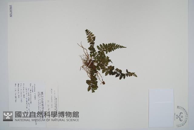 宿蹄蓋蕨藏品圖，第1張