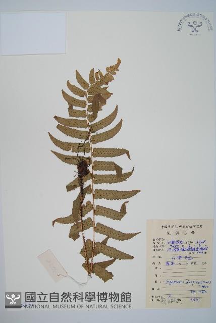 迷人鱗毛蕨、異蓋鱗毛蕨藏品圖，第1張
