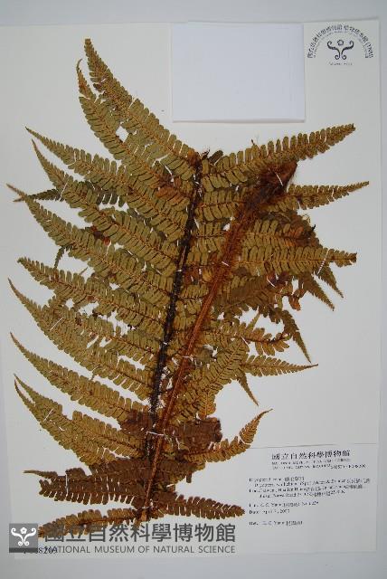 瓦氏鱗毛蕨藏品圖，第1張