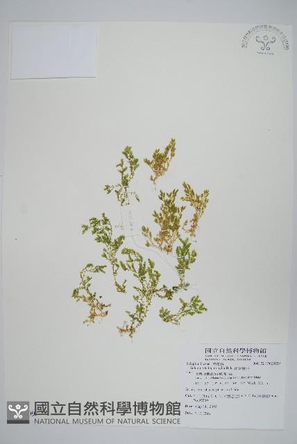 膜葉卷柏藏品圖，第1張