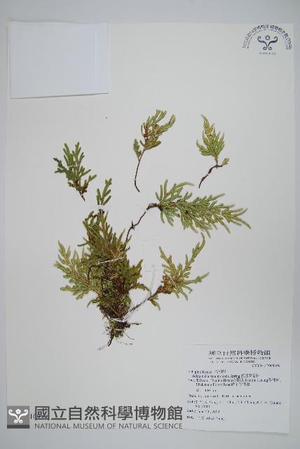 擬密葉卷柏藏品圖，第1張