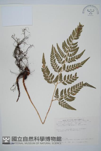 小葉複葉耳蕨藏品圖，第1張