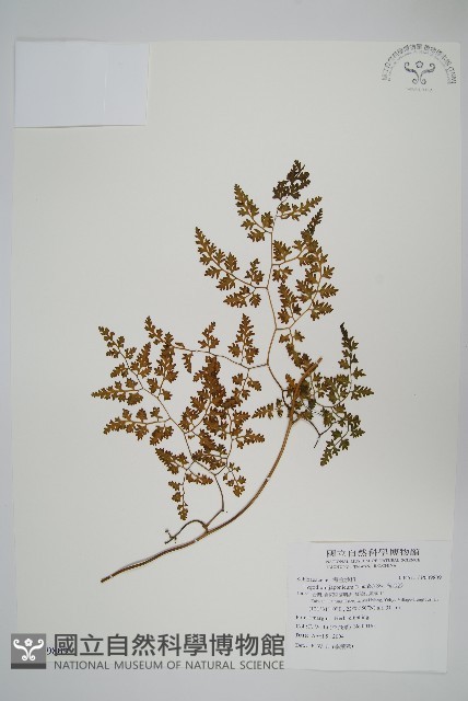 海金沙藏品圖，第1張
