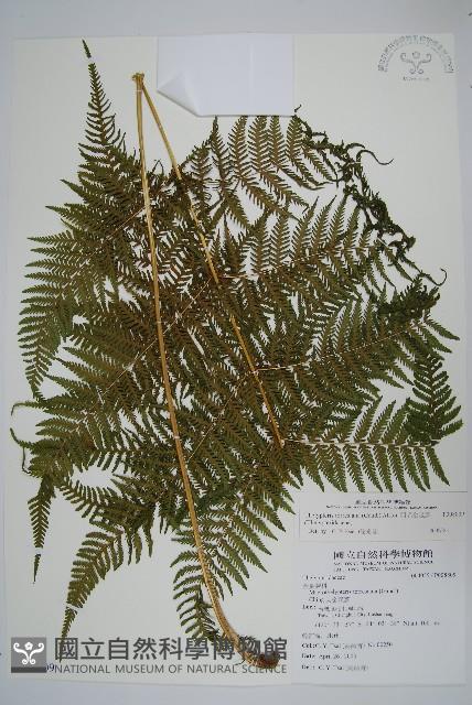 粗毛金星蕨藏品圖，第1張