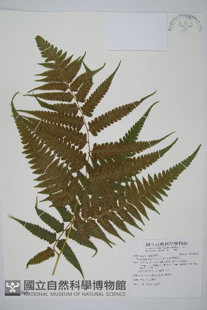 臺灣雙蓋蕨藏品圖，第1張