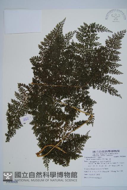 稀子蕨藏品圖，第1張