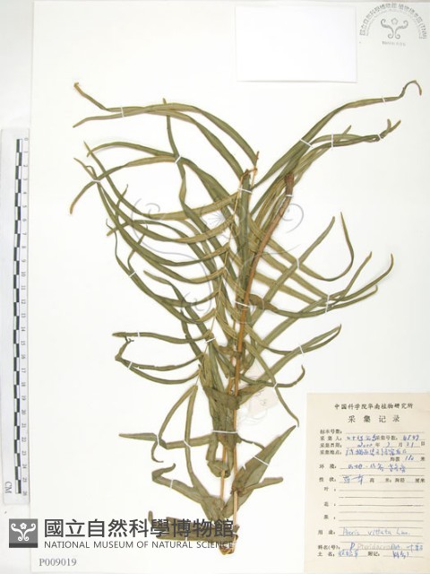 鱗蓋鳳尾蕨藏品圖，第1張