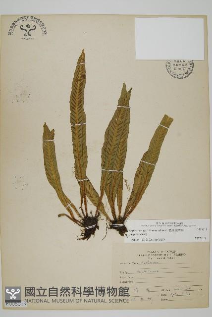 叢葉鐵角蕨藏品圖，第1張