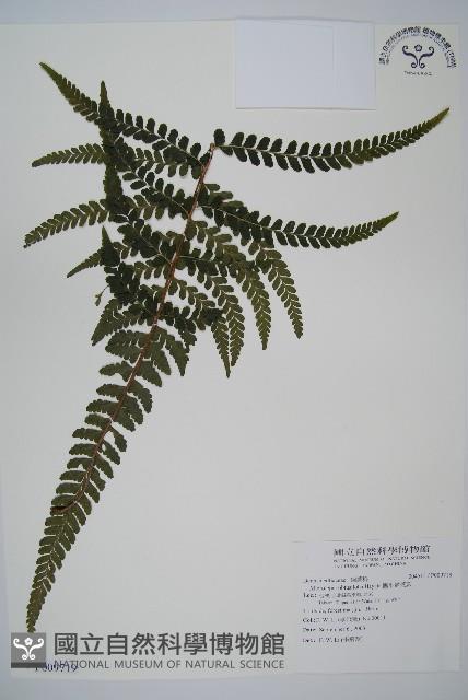 團羽鱗蓋蕨藏品圖，第1張