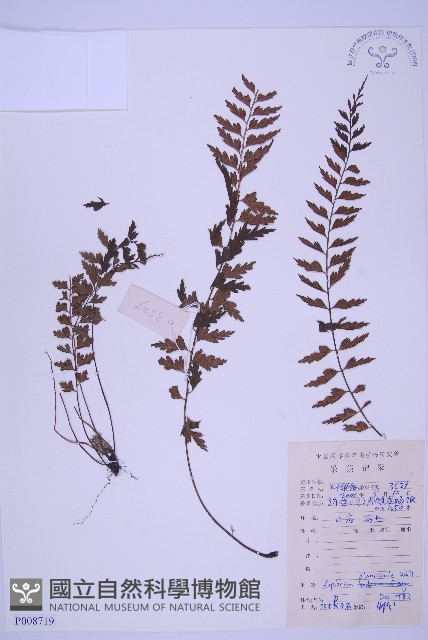 斜葉鐵角蕨藏品圖，第1張