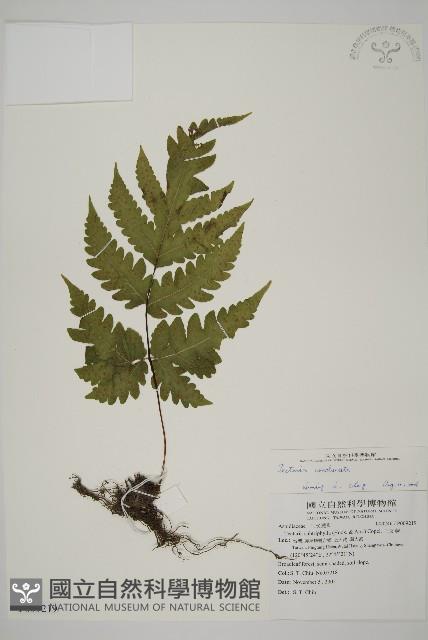 陰地三叉蕨藏品圖，第1張
