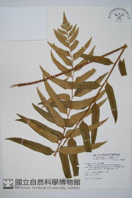狹葉貫眾蕨藏品圖，第1張