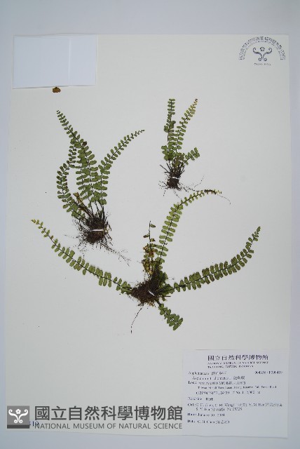三翅鐵角蕨藏品圖，第1張