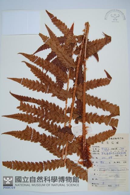 日本狗脊蕨藏品圖，第1張