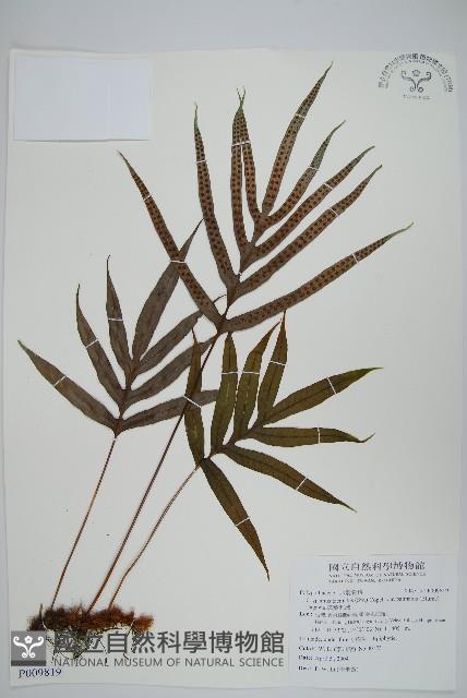 掌葉茀蕨藏品圖，第1張