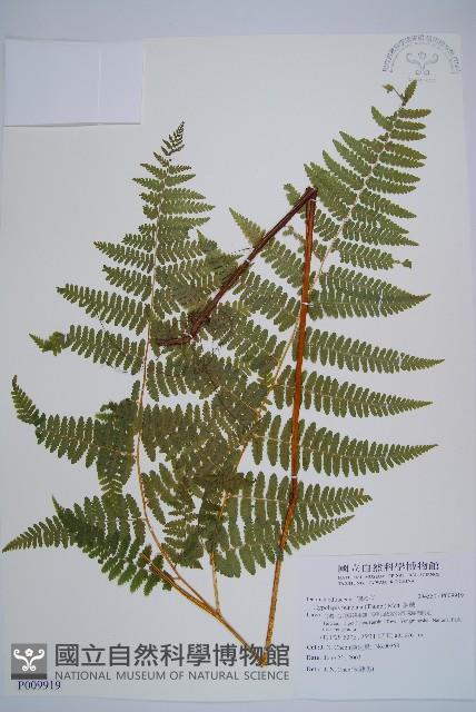 姬蕨藏品圖，第1張