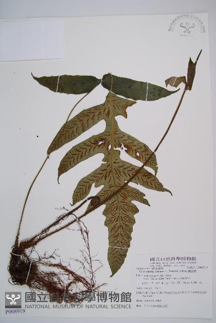 假腸蕨藏品圖，第1張