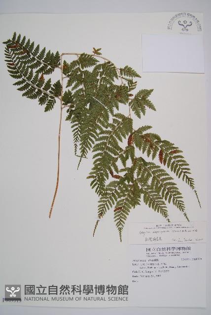 細裂蹄蓋蕨藏品圖，第1張