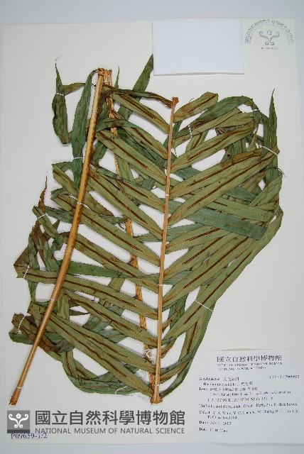 烏毛蕨藏品圖，第1張