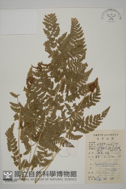 腫足蕨藏品圖，第1張