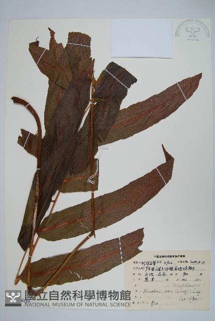 登錄號:P009059藏品圖，第1張