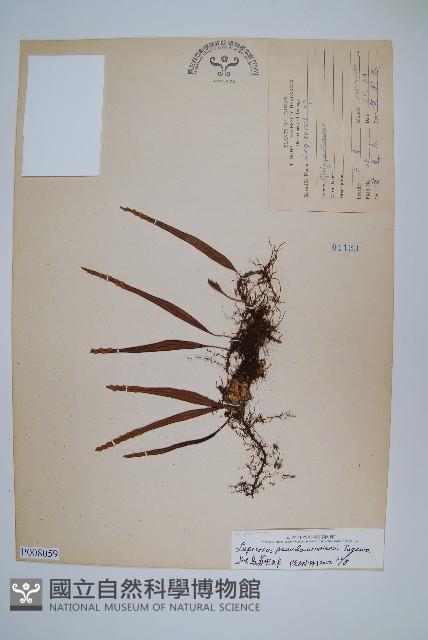 擬烏蘇里瓦葦藏品圖，第1張