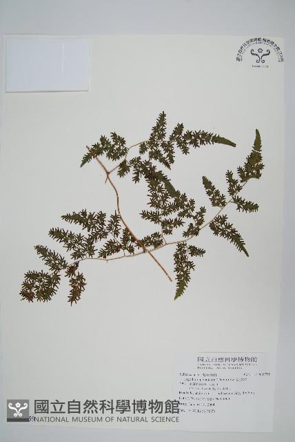 海金沙藏品圖，第1張