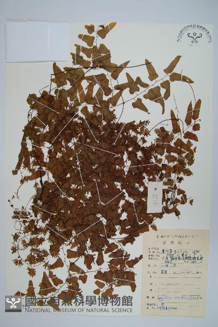 小葉海金沙藏品圖，第1張