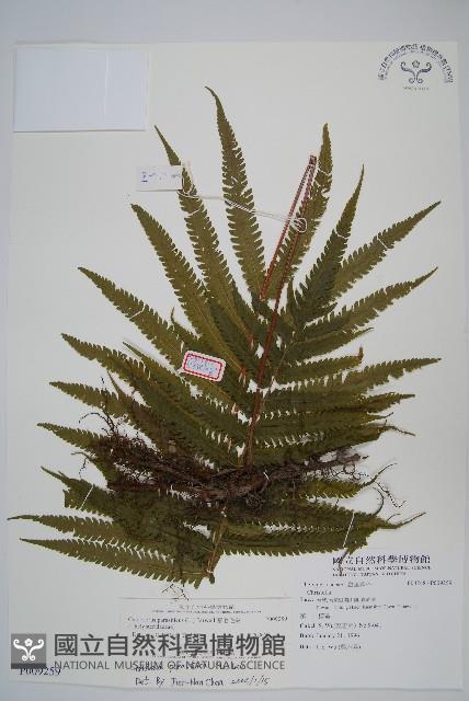 密毛毛蕨藏品圖，第1張